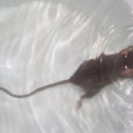 úszó patkány